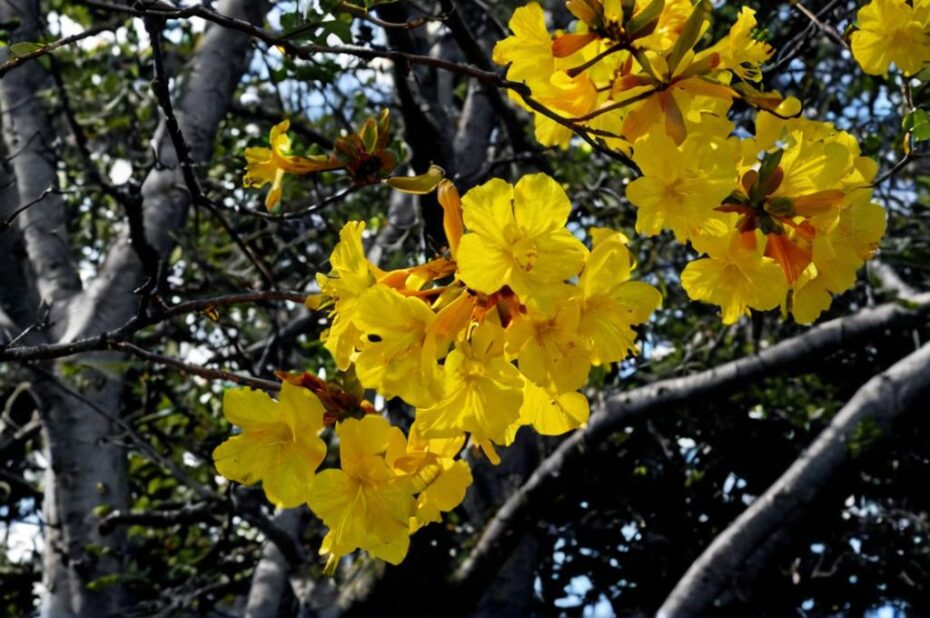 10 árboles con flores amarillas