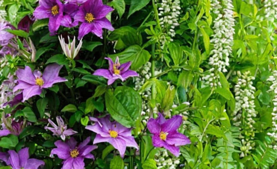 10 plantas anuales fáciles de cultivar