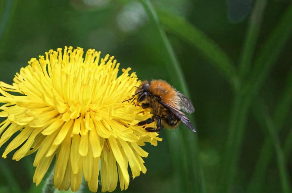 10 plantas con flores amarillas pequeñas