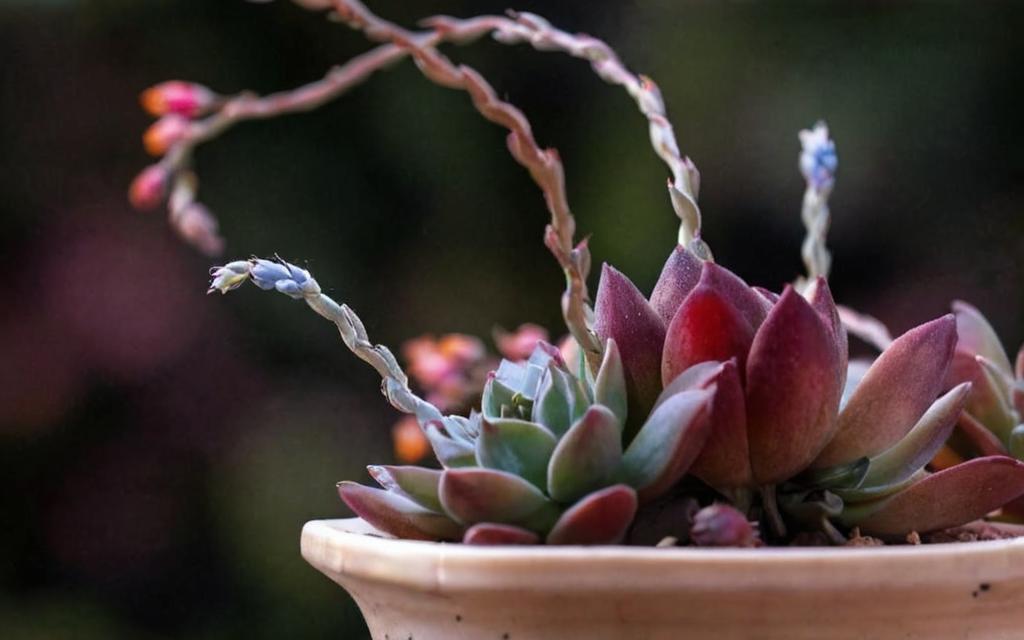 10 plantas de interior resistentes: las mejores opciones para olvidadizos
