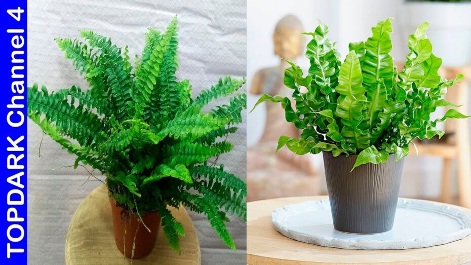 Helechos para terraza o jardín: Descubre los 10 tipos más hermosos