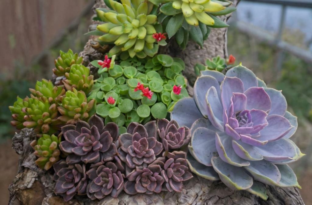 11 Suculentas originales que no te pueden faltar si eres un amante de esta planta