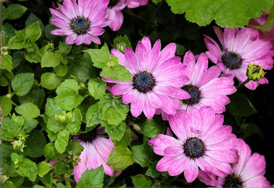 24 plantas con flores moradas para adornar tu jardín