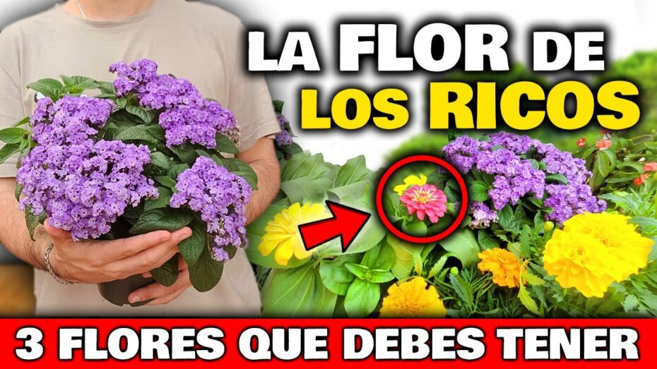 Plantas con flores grandes: Descubre las 3 especies más impresionantes