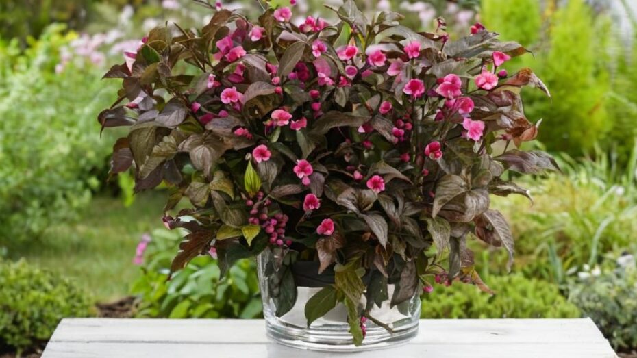 4 arbustos con flores rojas