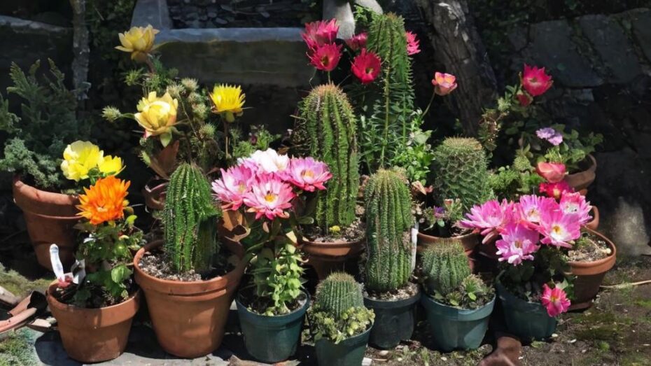 5 Tipos de cactus que florecen perfectos para tu jardín