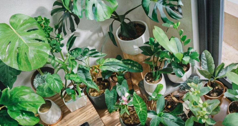 6 Plantas que absorben el calor, ideal para combatir el calor este verano