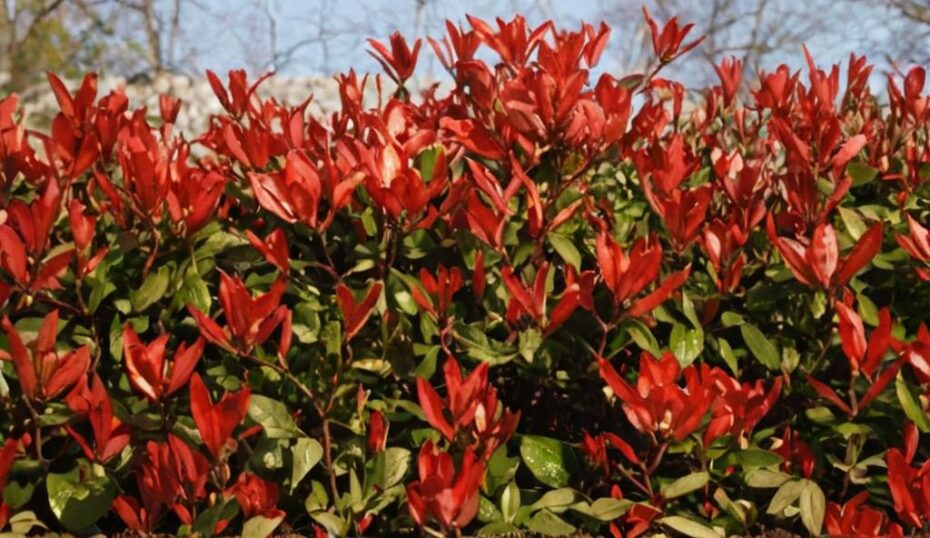 6 problemas de la Photinia Red Robin y cómo solucionarlos