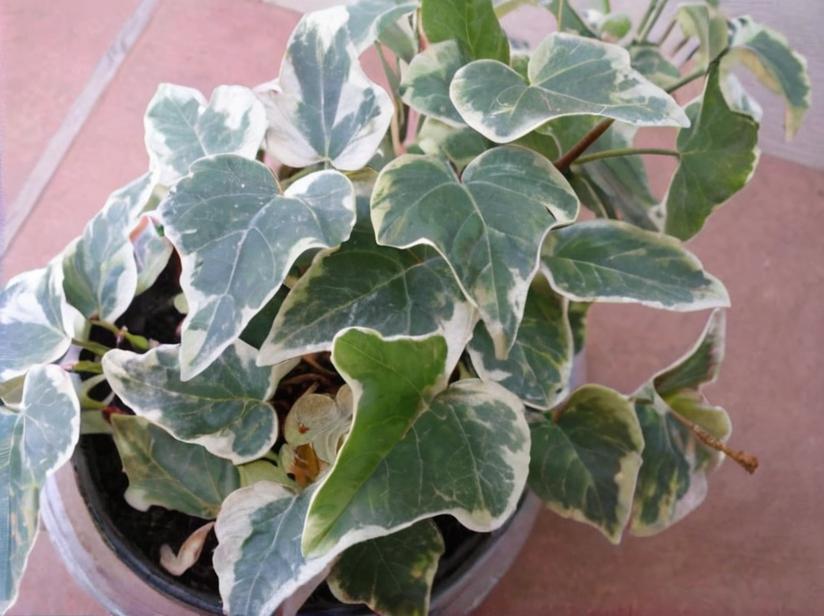 7 plantas de interior que necesitan poca luz
