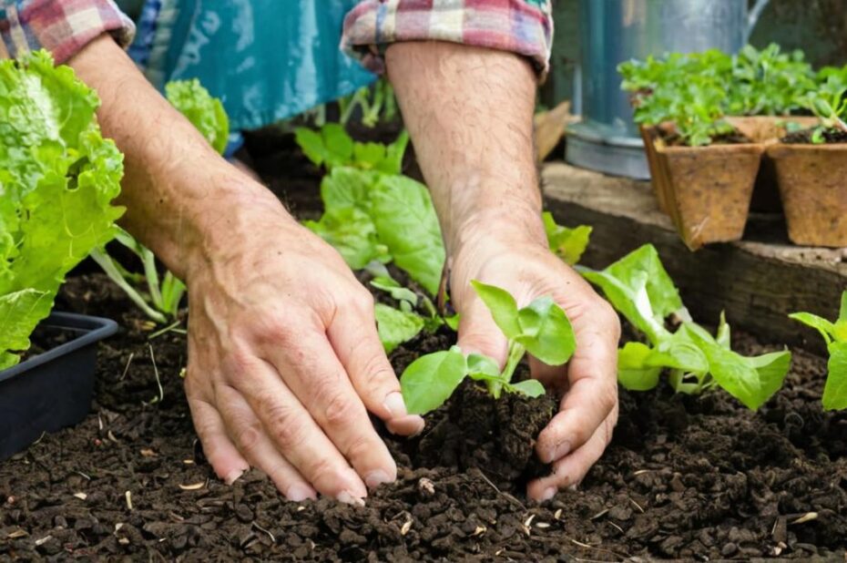 7 plantas para sembrar en tu jardín durante el mes de octubre