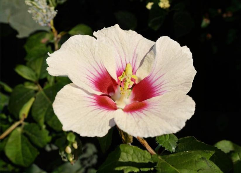 7 plantas pequeñas de exterior
