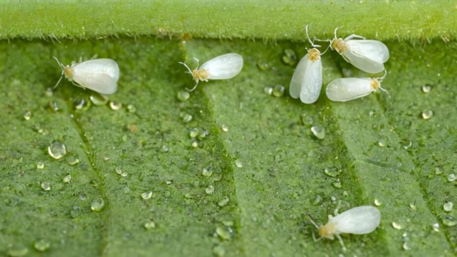 7 plantas que ahuyentan a la mosca blanca