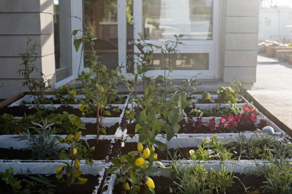 7 Superalimentos que puedes plantar en casa fácilmente