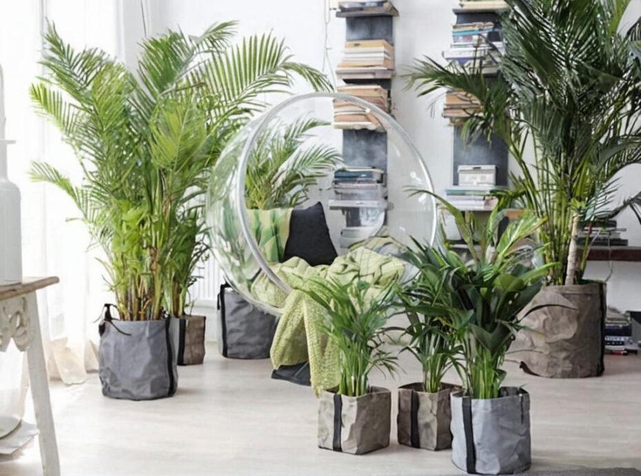 7 tipos de palmeras para salón que lo llenarán de vida