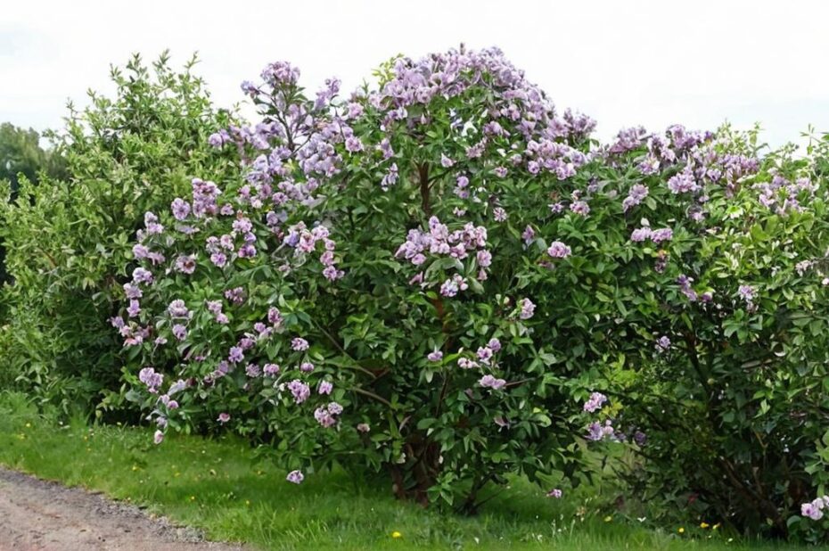 8 Arbustos con flores lilas para tu jardín