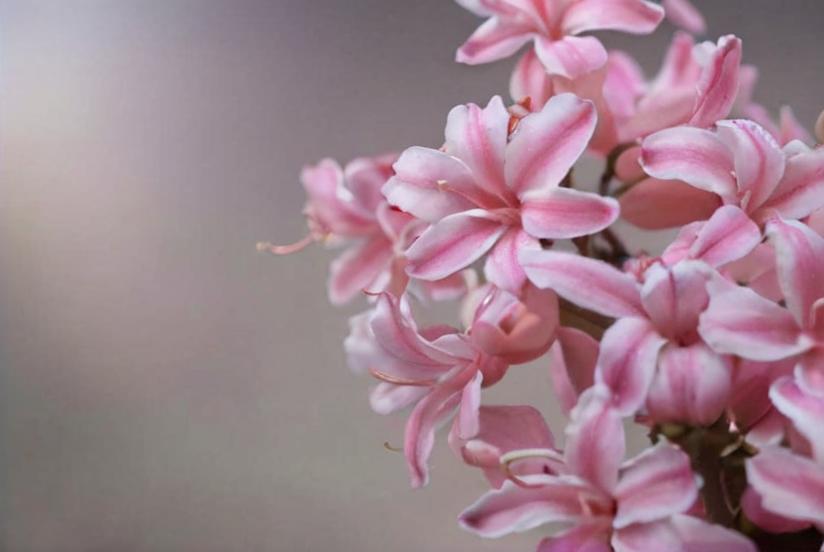 8 bulbosas que necesitan poca luz