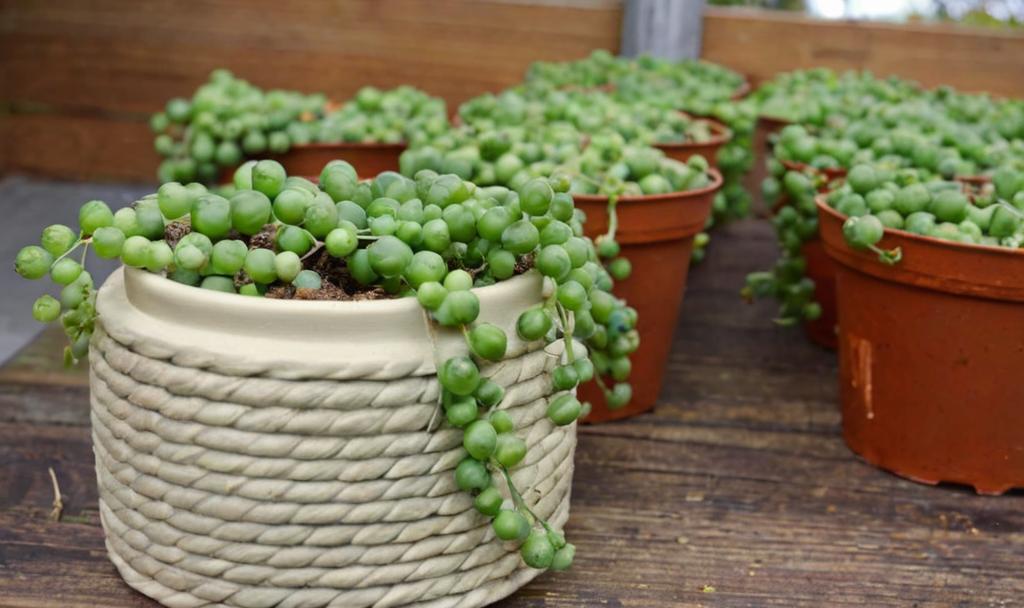 8 cuidados que debes darle a tu planta rosario o senecio para que esté perfecta