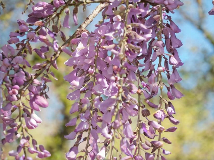 8 plantas para climas extremos