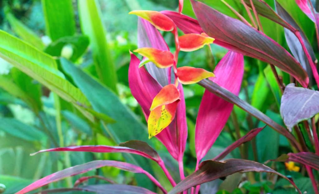 8 plantas raras y exóticas que puedes tener en tu propia casa