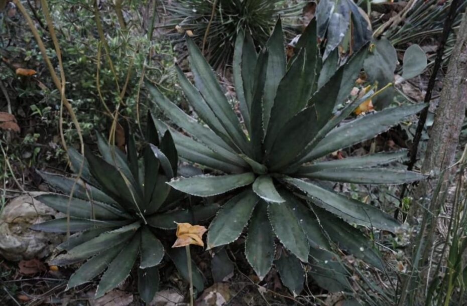 8 Suculentas grandes ideales para tu jardín