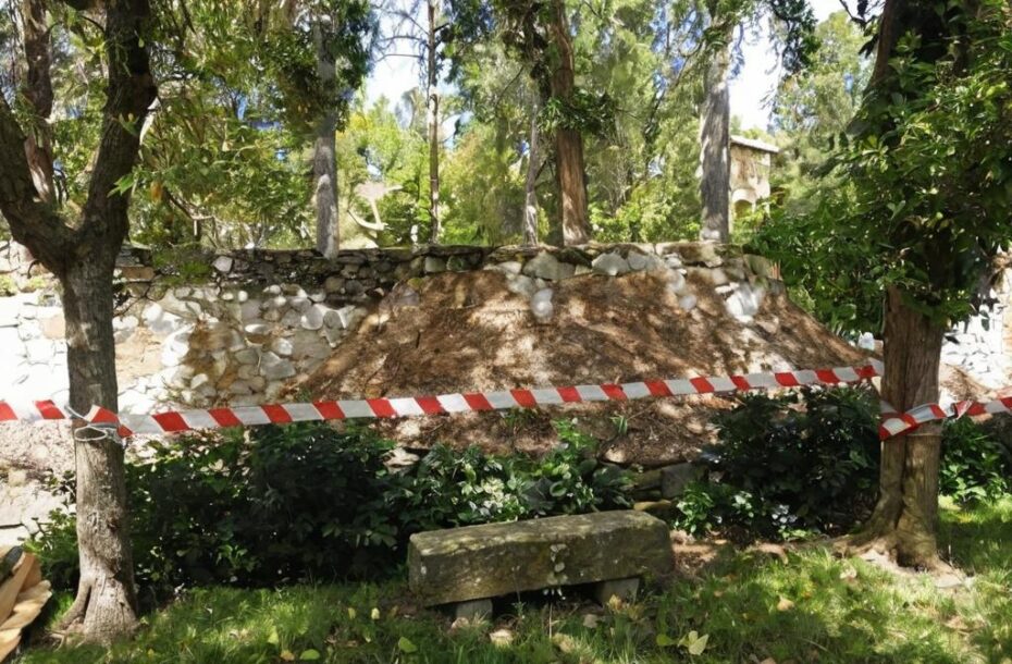 9 Árboles para plantar cerca de un muro
