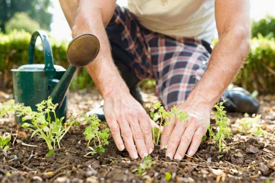 9 Plantas para sembrar en tu jardín durante el mes de agosto