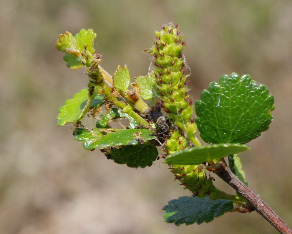 Abedul enano (Betula nana): Todo lo que debes saber sobre esta fascinante planta