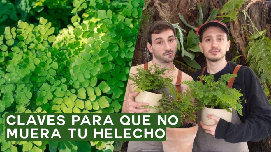 Cuidados de Adiantum: Todo lo que necesitas saber sobre esta planta