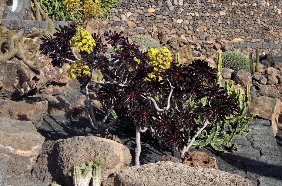 Cuidados de Aeonium arboreum: Todo lo que debes saber sobre esta planta