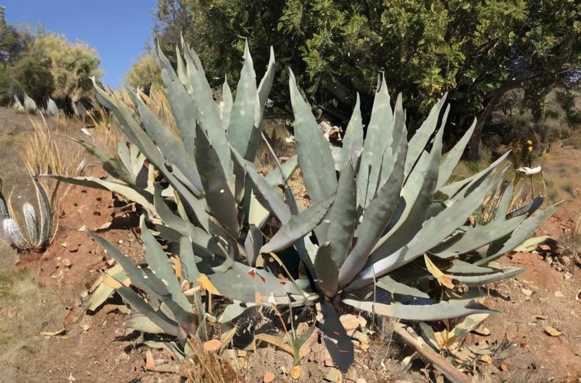 Agave, la suculenta más resistente a la sequía
