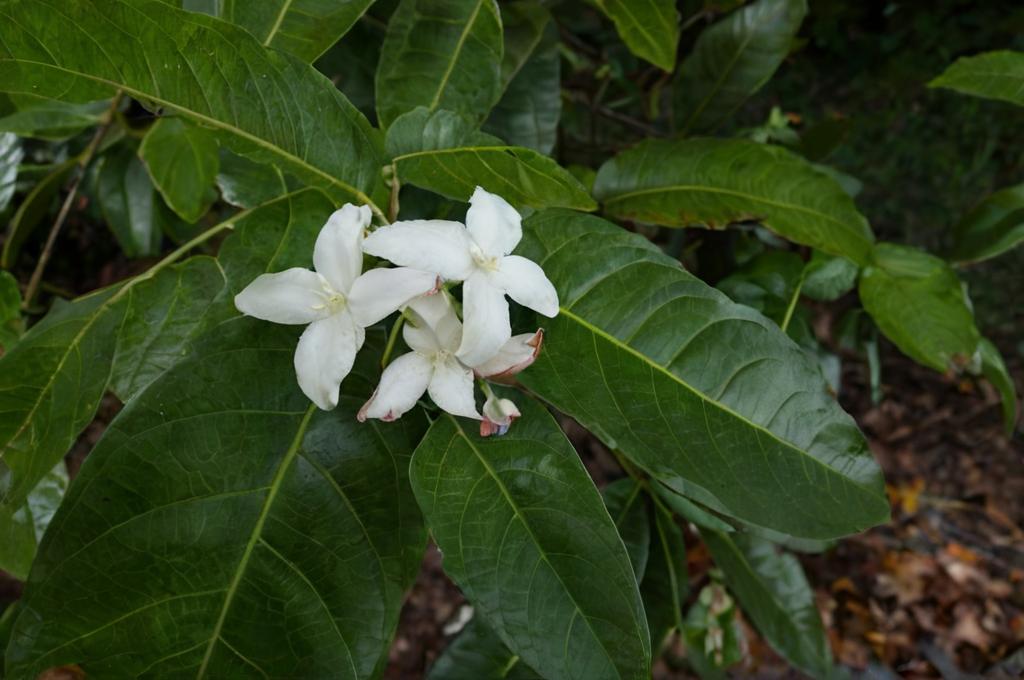 Alibertia edulis o puruí, un árbol tropical