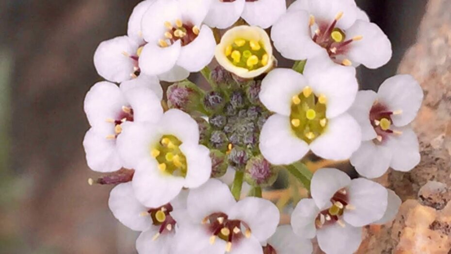 Aliso de mar (Lobularia maritima): Descubre los secretos de esta planta costera