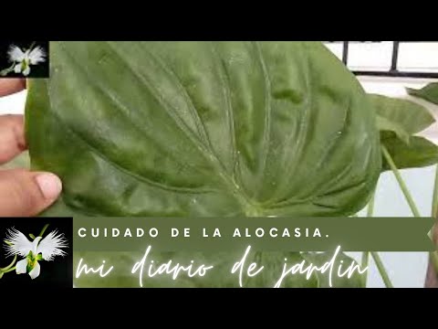 Alocasia cucullata: Guía completa de cuidados para esta planta exótica