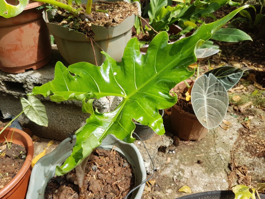 Alocasia dragón: Descubre los secretos de esta fascinante planta y su cuidado