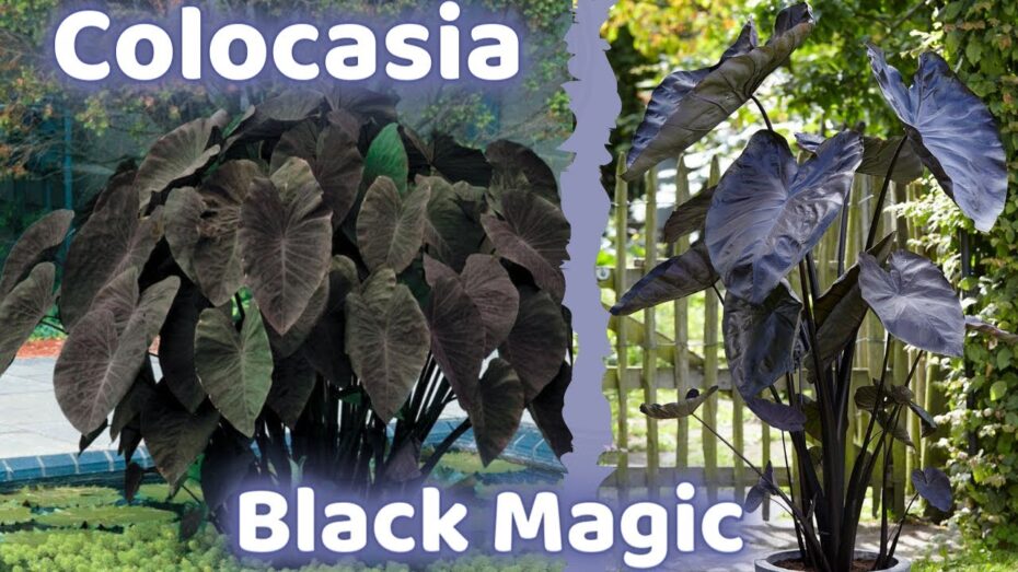 Cuidado de la Alocasia negra: todo lo que necesitas saber
