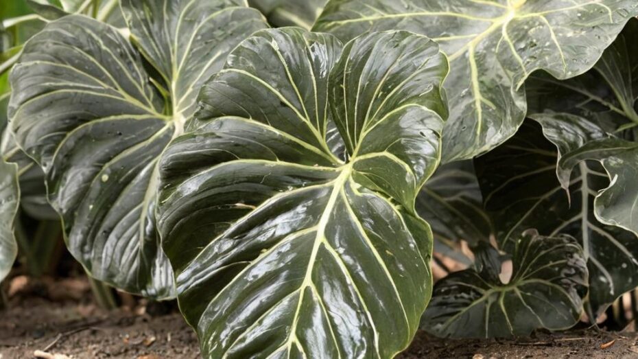 Alocasia portodora o alocasia gigante, un cruce muy exitoso