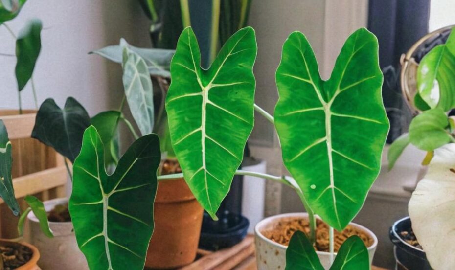 Alocasia significado espiritual y propiedades