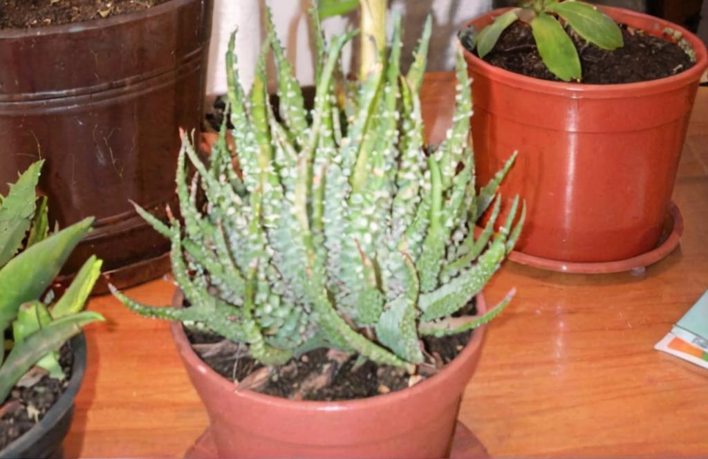 Aloe humilis: características de la variedad, usos medicinales y cuidados importantes