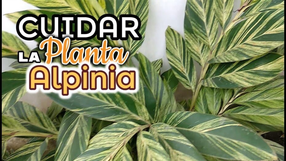 Alpinia: cuidados, variedades y todo lo que debes saber sobre esta planta