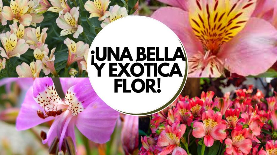 Cuidados de Alstroemeria: Consejos para cultivar y mantener esta hermosa planta