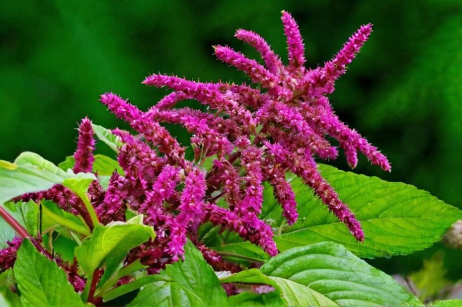 Amaranthus caudatus: características y cuidados importantes