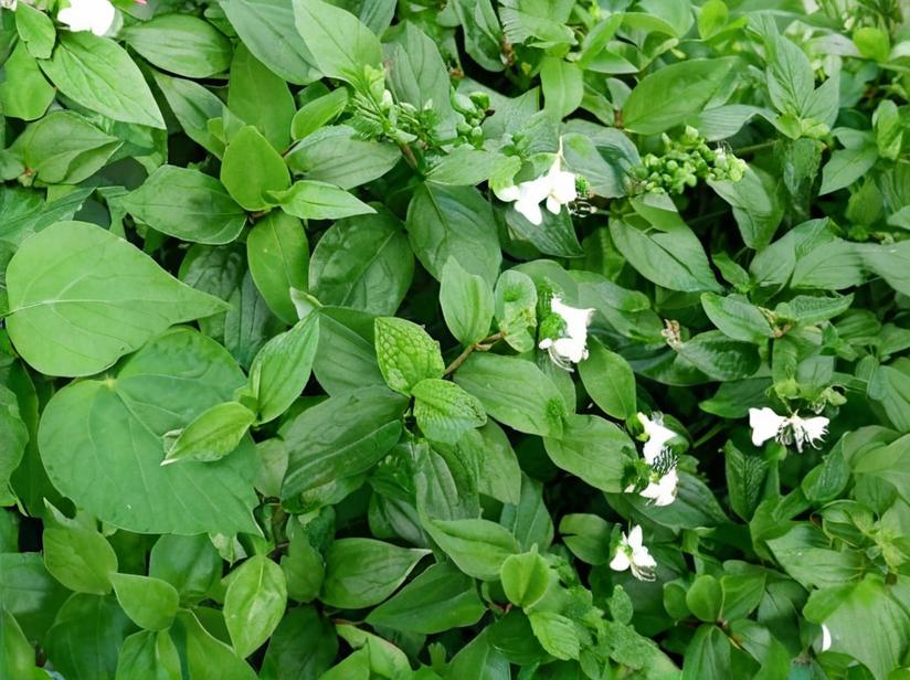 Amor de hombre (Tradescantia fluminensis)
