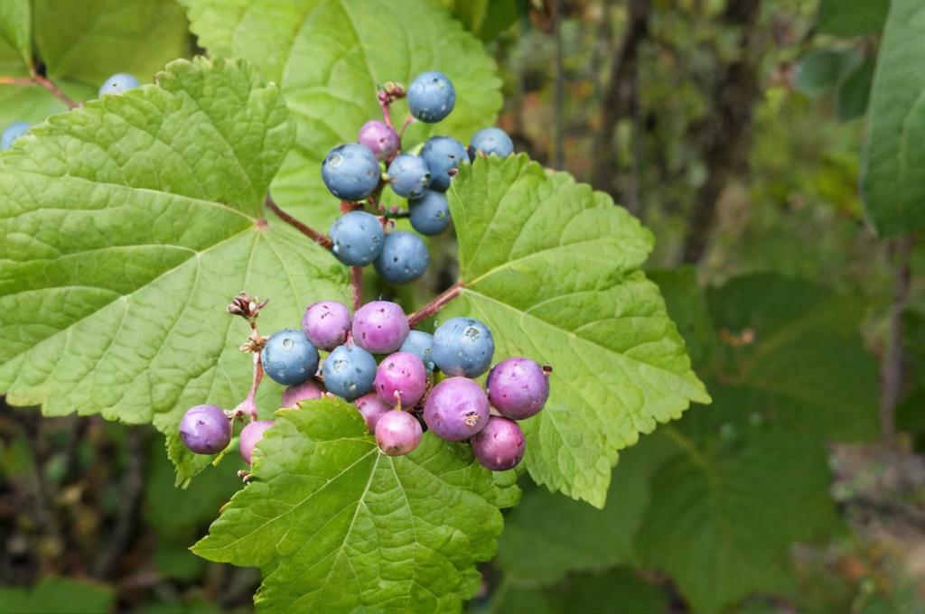 Ampelopsis (Parthenocissus)