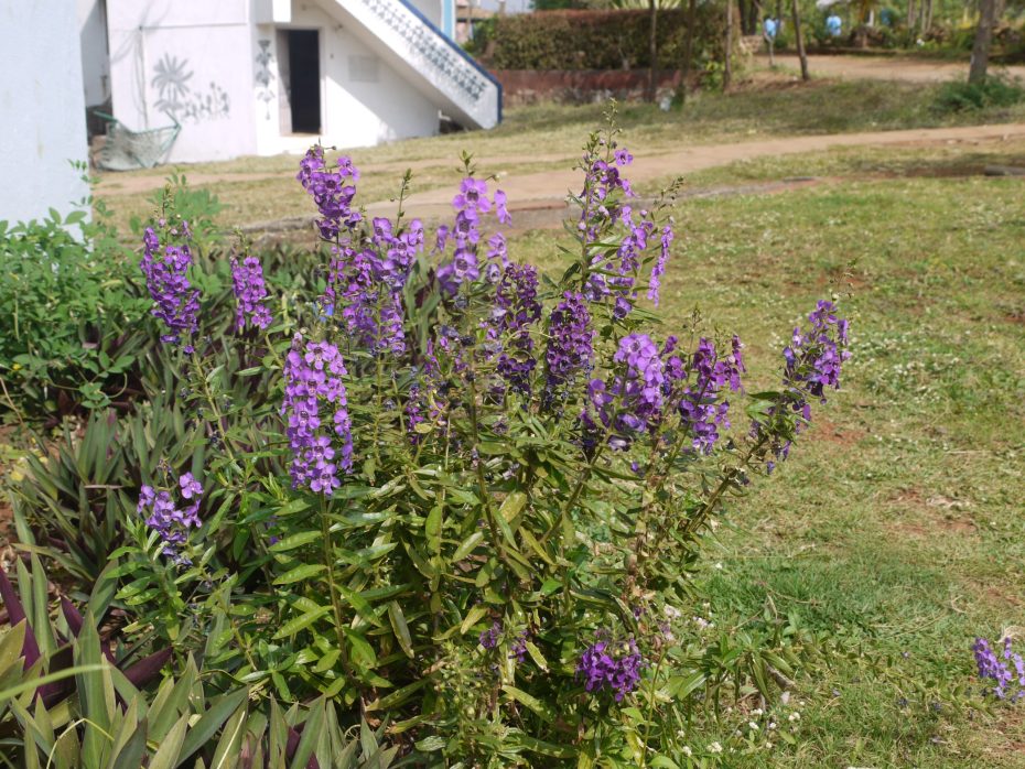 Angelonia angustifolia: La guía completa de esta planta y sus beneficios