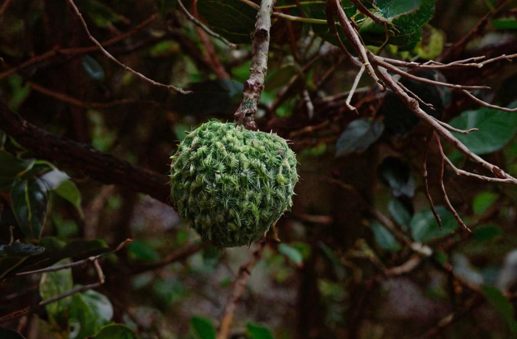 Annona squamosa el árbol cuyos frutos son parecidos a las chirimoyas