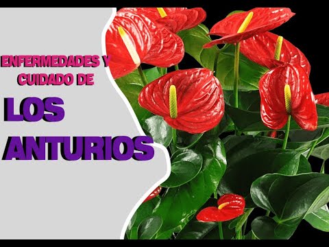 Enfermedades del Anturio: Guía completa para su prevención y tratamiento