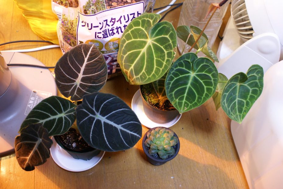 Anturio negro: Anthurium Black Knight, una planta exótica y elegante