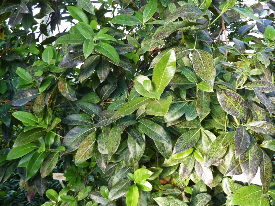 Apollonias barbujana: Descubre todo sobre esta planta y su fascinante botánica