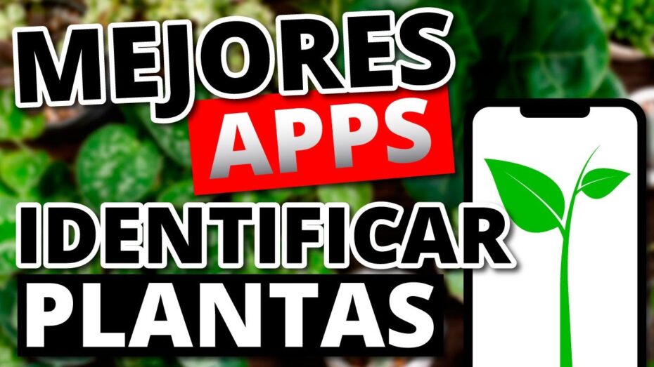 Identifica plantas fácilmente: Las mejores apps para aficionados a la botánica
