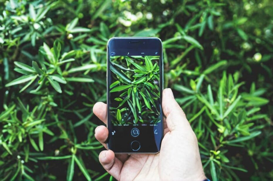 Apps para identificar plantas